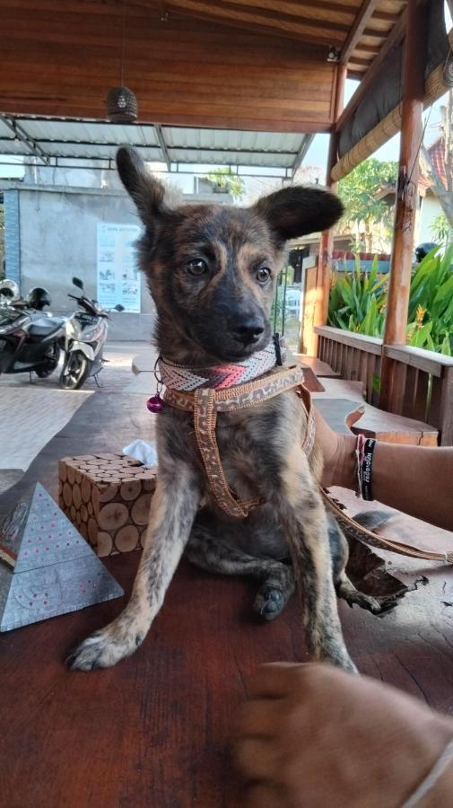 Dream Beach Hostel Lembongan 外观 照片